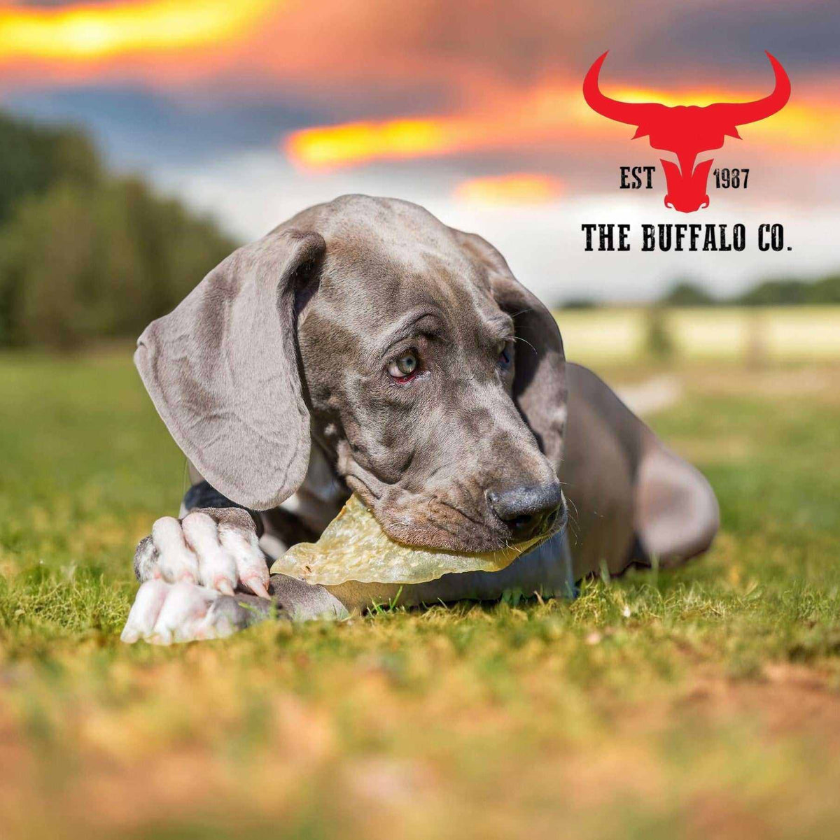 Buffalo Ears - Dog Treats - 20 Ears Box-4