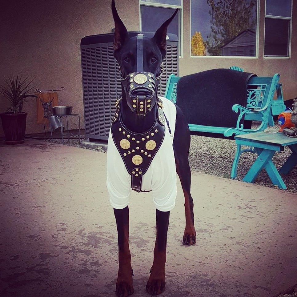 ''Maximus'' Basket Muzzle Brown & Gold