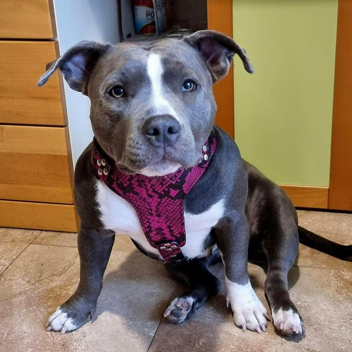The ''Rock Python'' harness Small to Medium Size