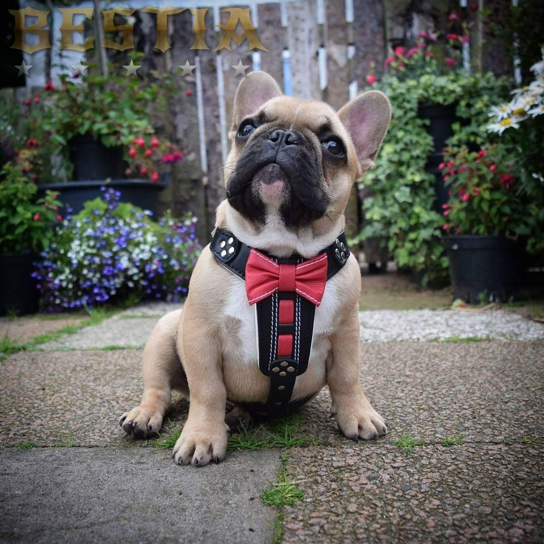 Harnais en cuir fait main « Bowtie » noir, taille petit à moyen