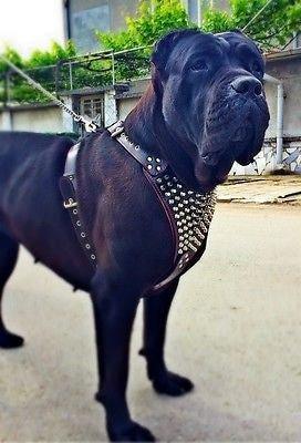 The "Gladiator" harness